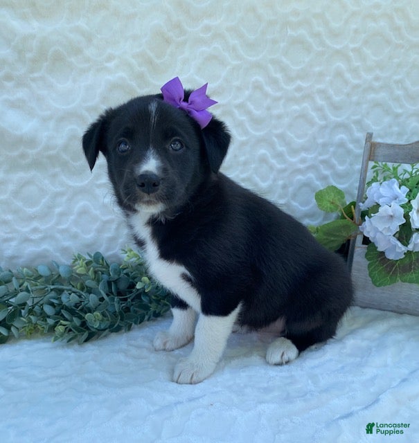 Border Collie dogs Pixie - Ad 2