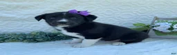 Border Collie dogs for sale: Pixie - Ad 2