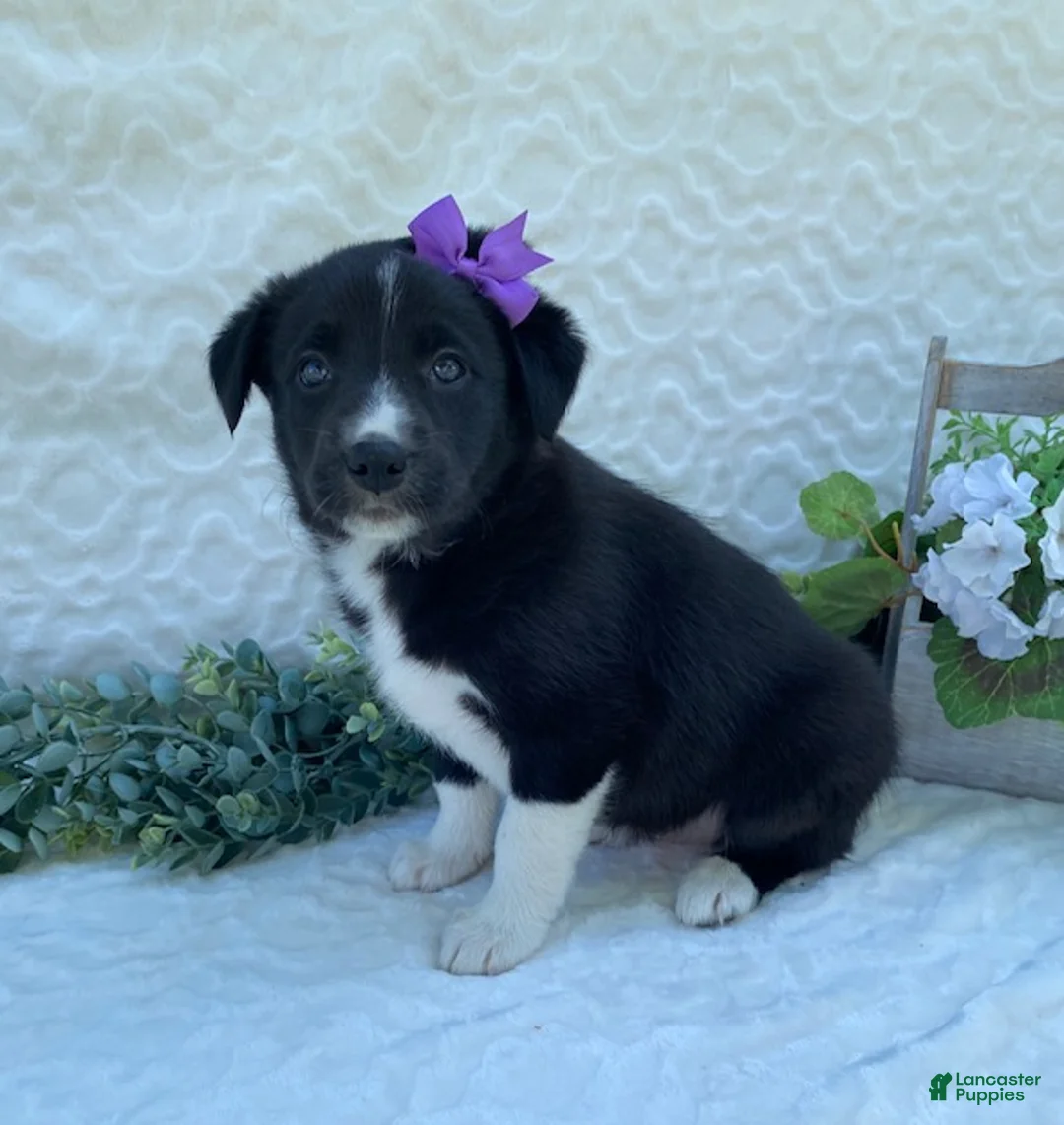 Border Collie dogs for sale: Pixie - Ad 2