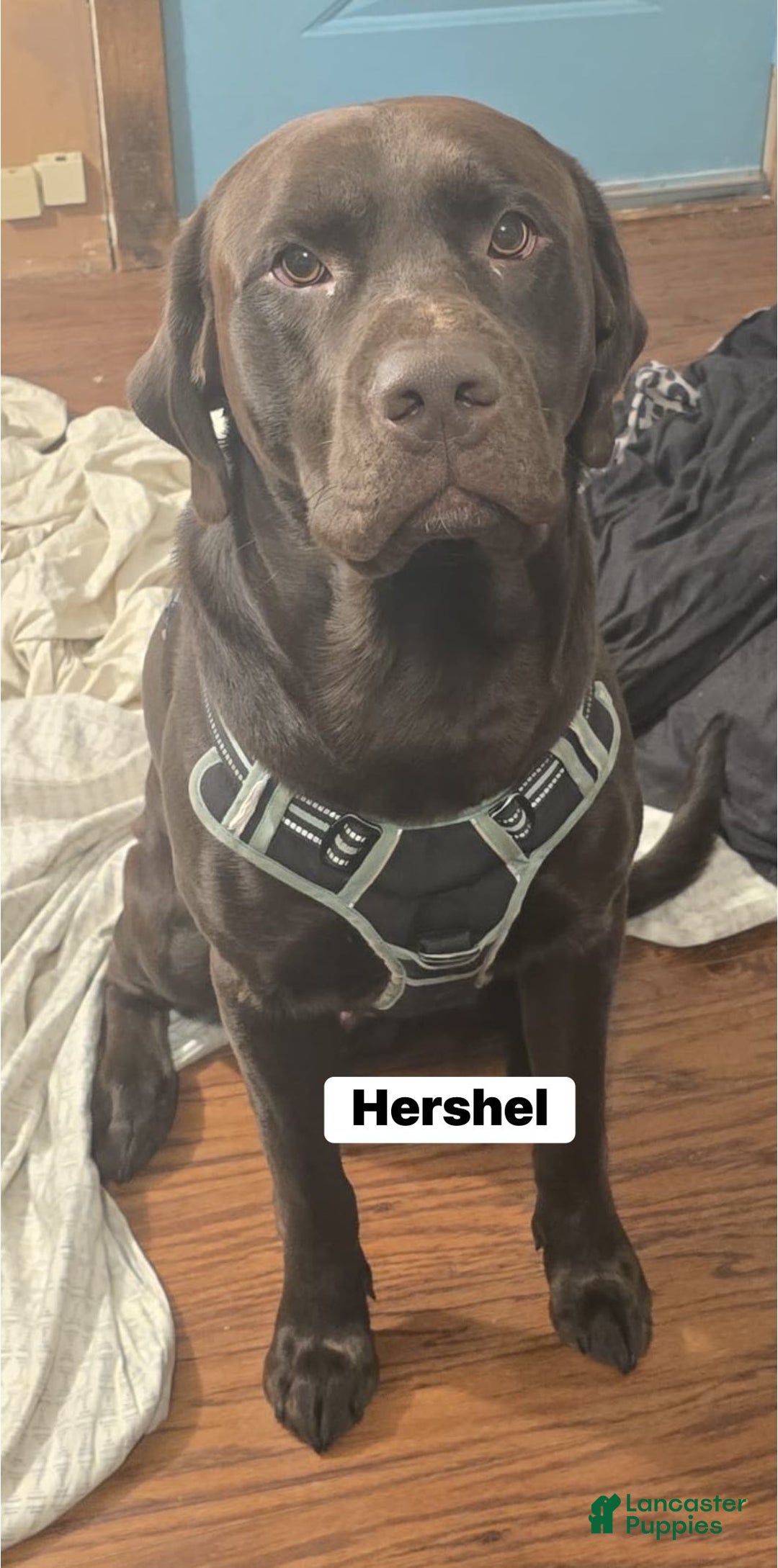 Mixed Breed dogs for sale: Carmella / Cinimini / Honey / Albany / Mini zoo / midnight - Ad 6