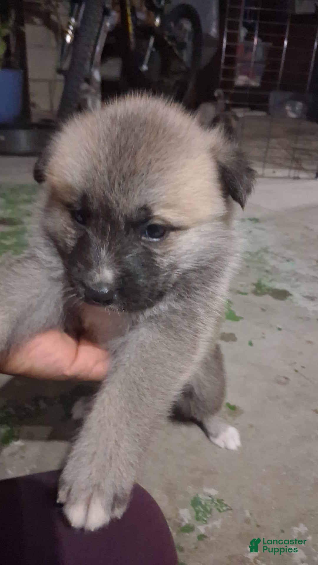 Mixed Breed dogs Mixed Breed Puppy 3 - Ad 22