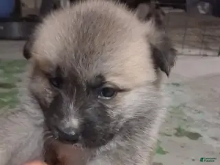 Mixed Breed dogs Mixed Breed Puppy 3 - Ad 10