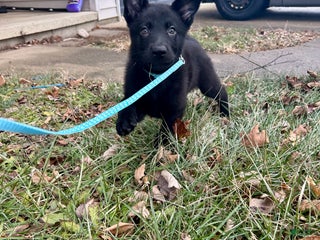 German Shepherd dogs for sale: German Shepherd Light Blue - Ad 4