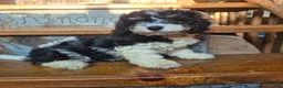 Cavapoochon dogs for sale: Cavapoochon 1 - Ad 7