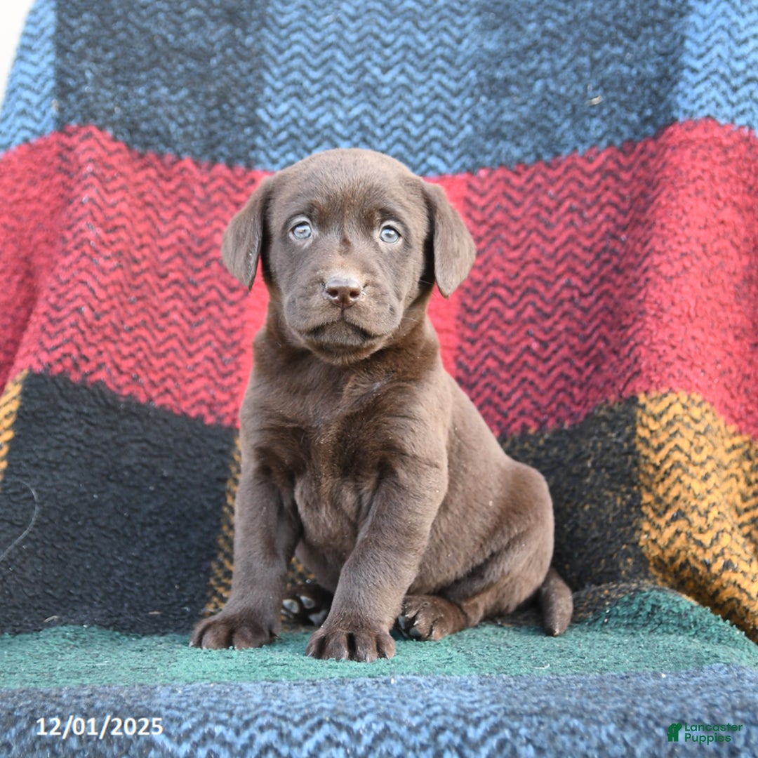 Labrador Retriever dogs for sale: Dixie - Ad 2