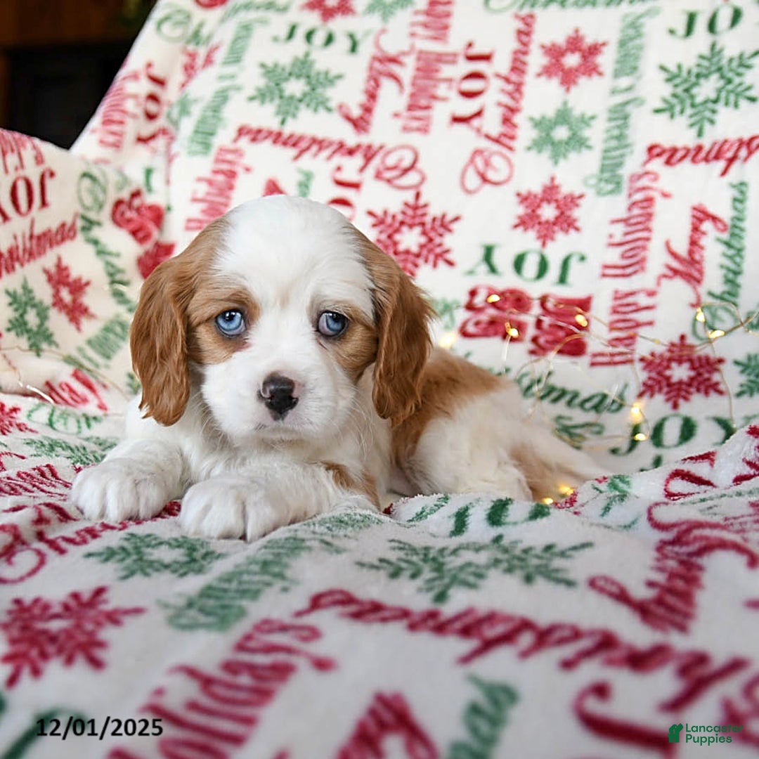 Cavalier King Charles Spaniel dogs for sale: Bailey - Ad 2