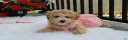 Bichpoo dogs for sale: Sadie  - Ad 3