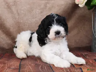 Cavapoo dogs for sale: Johnson - Ad 2