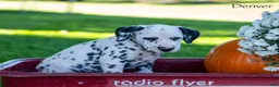 Dalmatian dogs for sale: Denver - Ad 3