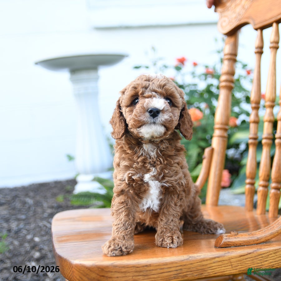 Mini Goldendoodle dogs Elmo - Ad 2