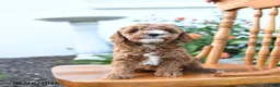 Mini Goldendoodle dogs for sale: Elmo - Ad 2