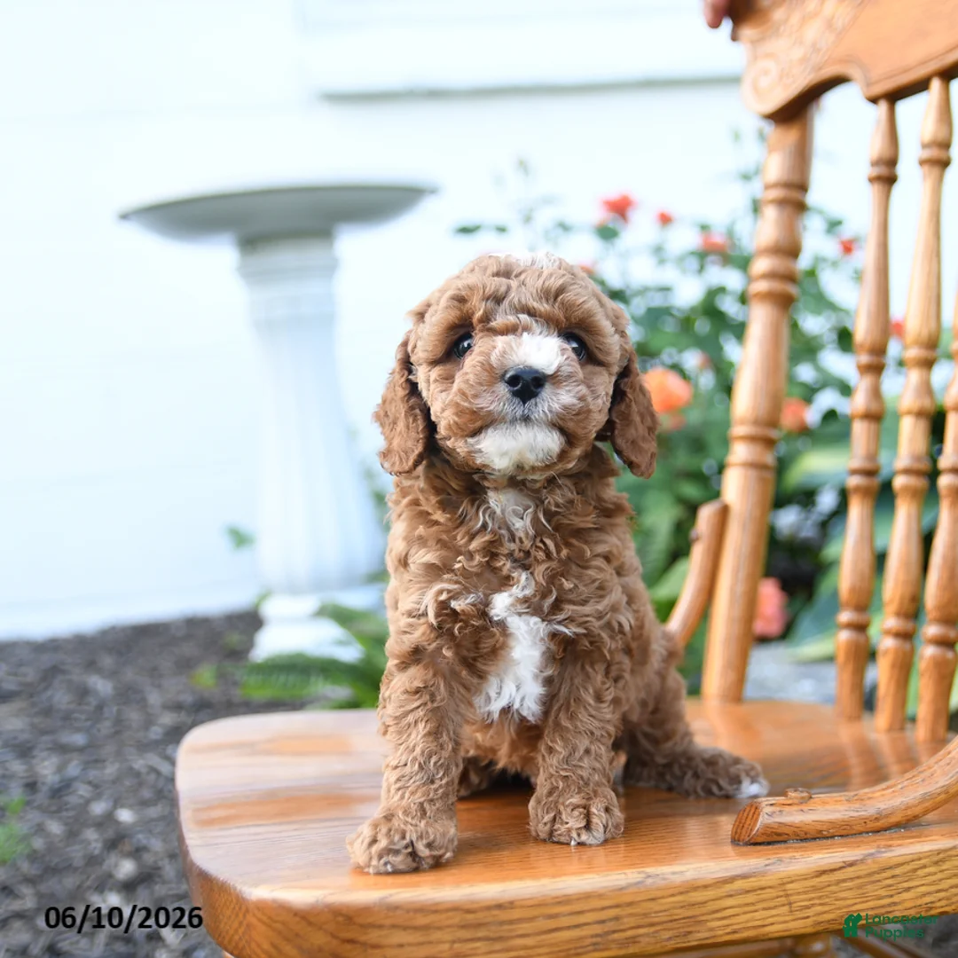 Mini Goldendoodle dogs for sale: Elmo - Ad 2