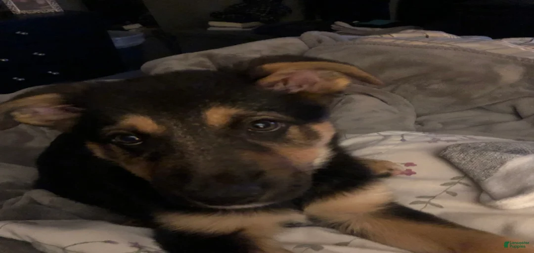 Gallery Image {{count}}