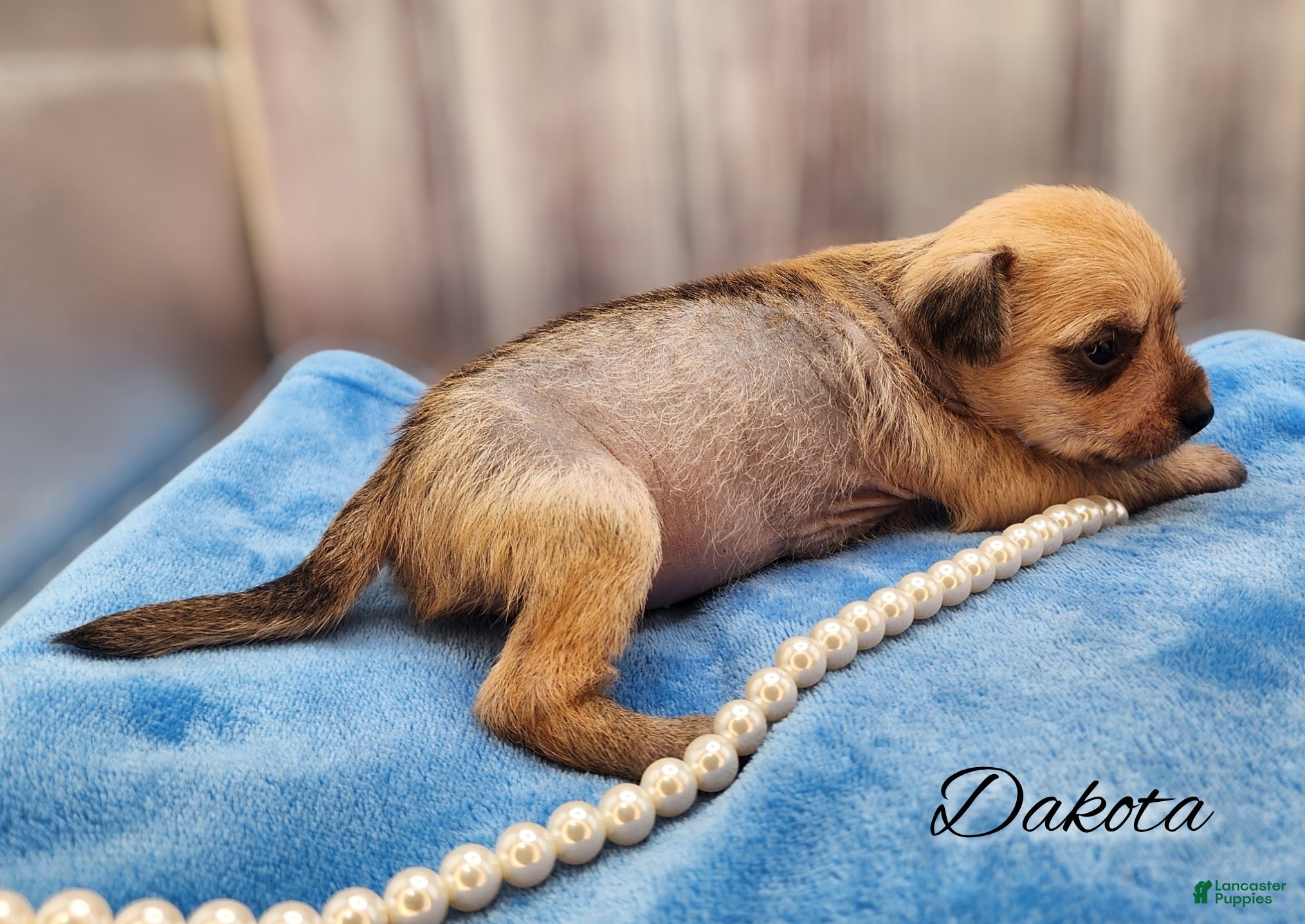 Mixed Breed dogs Dakota - Ad 42