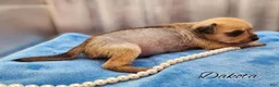 Mixed Breed dogs for sale: Dakota - Ad 5