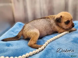 Mixed Breed dogs Dakota - Ad 42