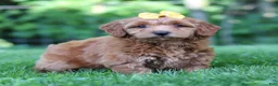 Mini Goldendoodle dogs for sale: Butterfly - Ad 8