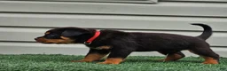 Rottweiler dogs for sale: XXL Heenoch  - Ad 4