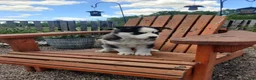 Siberian Husky dogs for sale: Lupine - Ad 3