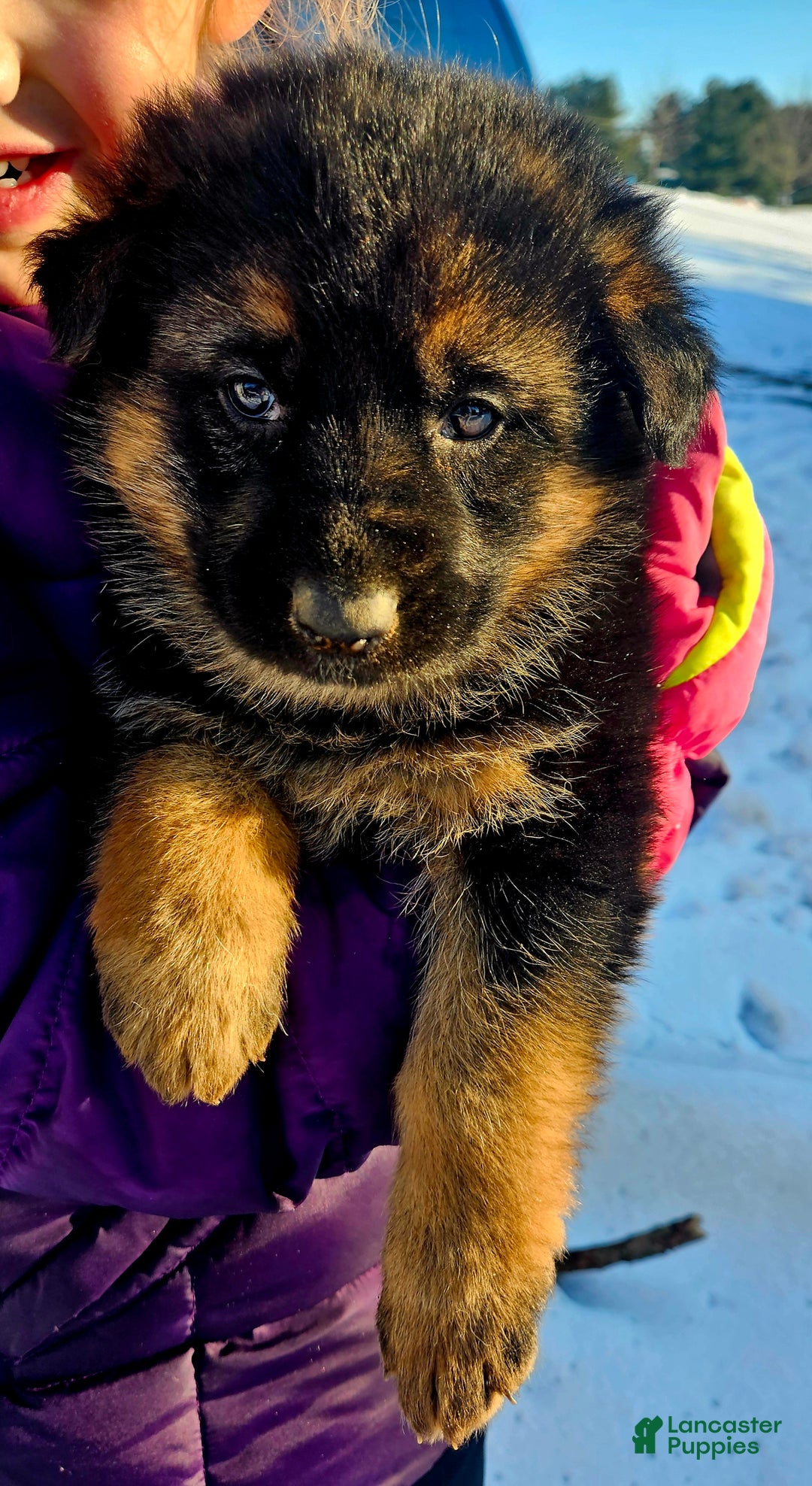 German Shepherd dogs for sale: Bluey - Ad 4