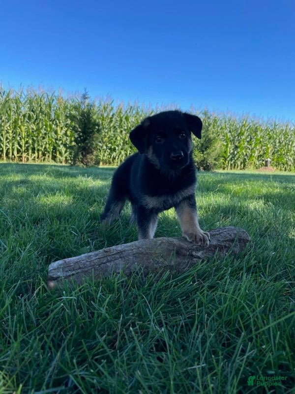 German Shepherd dogs Kasey - Ad 2
