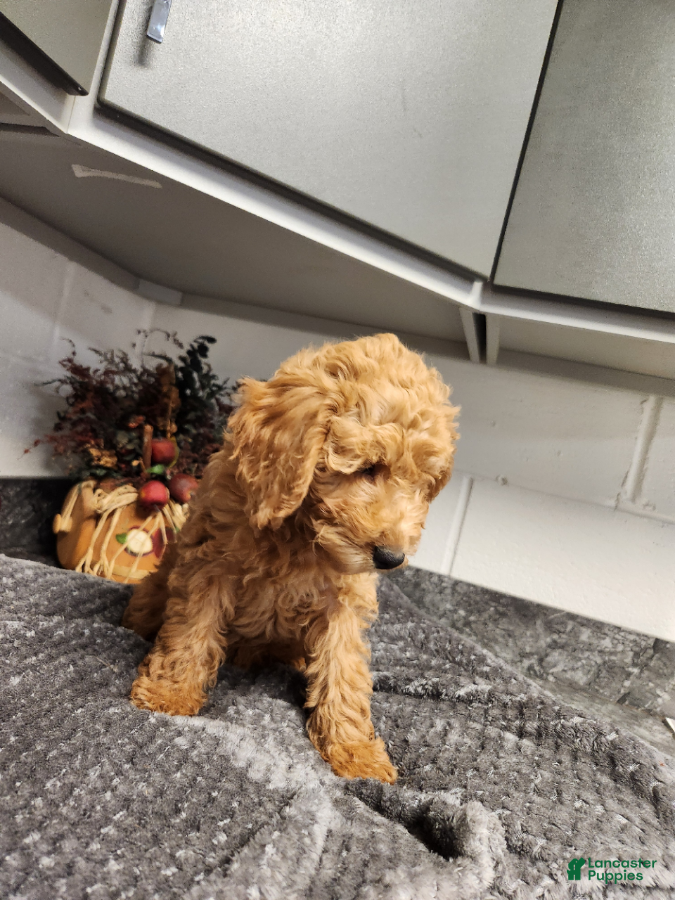 Mini Goldendoodle dogs for sale: Birdie - Ad 2