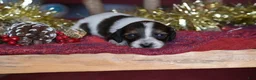 Dachshund dogs for sale: Princess - Ad 10