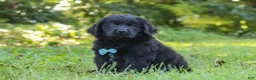 Newfoundland dogs for sale: Harvey - Ad 7