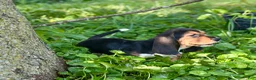 Basset Hound dogs for sale: Handsome Dan  - Ad 9