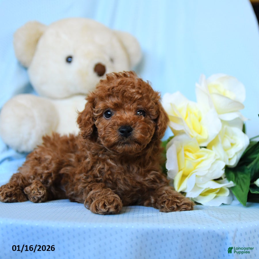Toy Poodle dogs Whistle - Ad 2