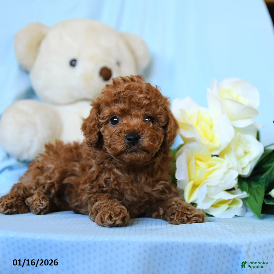 Toy Poodle dogs for sale: Whistle - Ad 2