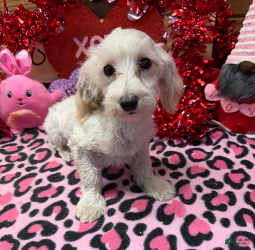 Maltipoo dogs Timmy - Ad 1