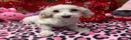 Maltipoo dogs for sale: Timmy - Ad 1