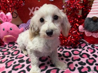 Maltipoo dogs Timmy - Ad 28