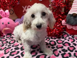 Maltipoo dogs Timmy - Ad 33