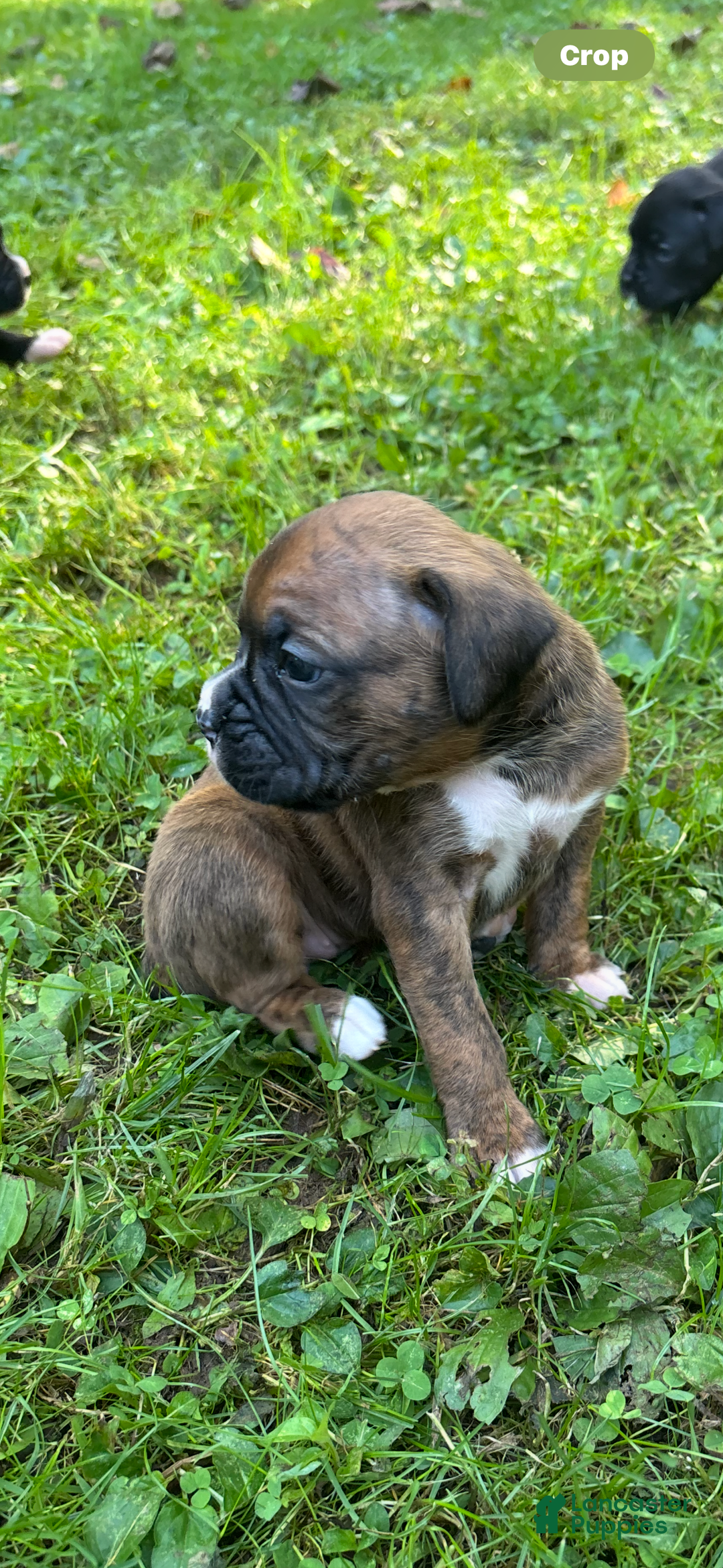 Boxer Puppy for sale in Lebanon Lancaster Puppies