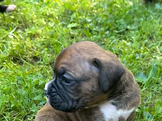 Boxer dogs Boxer Puppy 2 - Ad 42