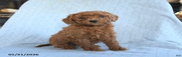 Cavapoo dogs for sale: Tigger - Ad 2