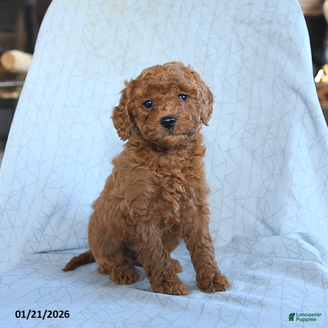 Cavapoo dogs for sale: Tigger - Ad 2