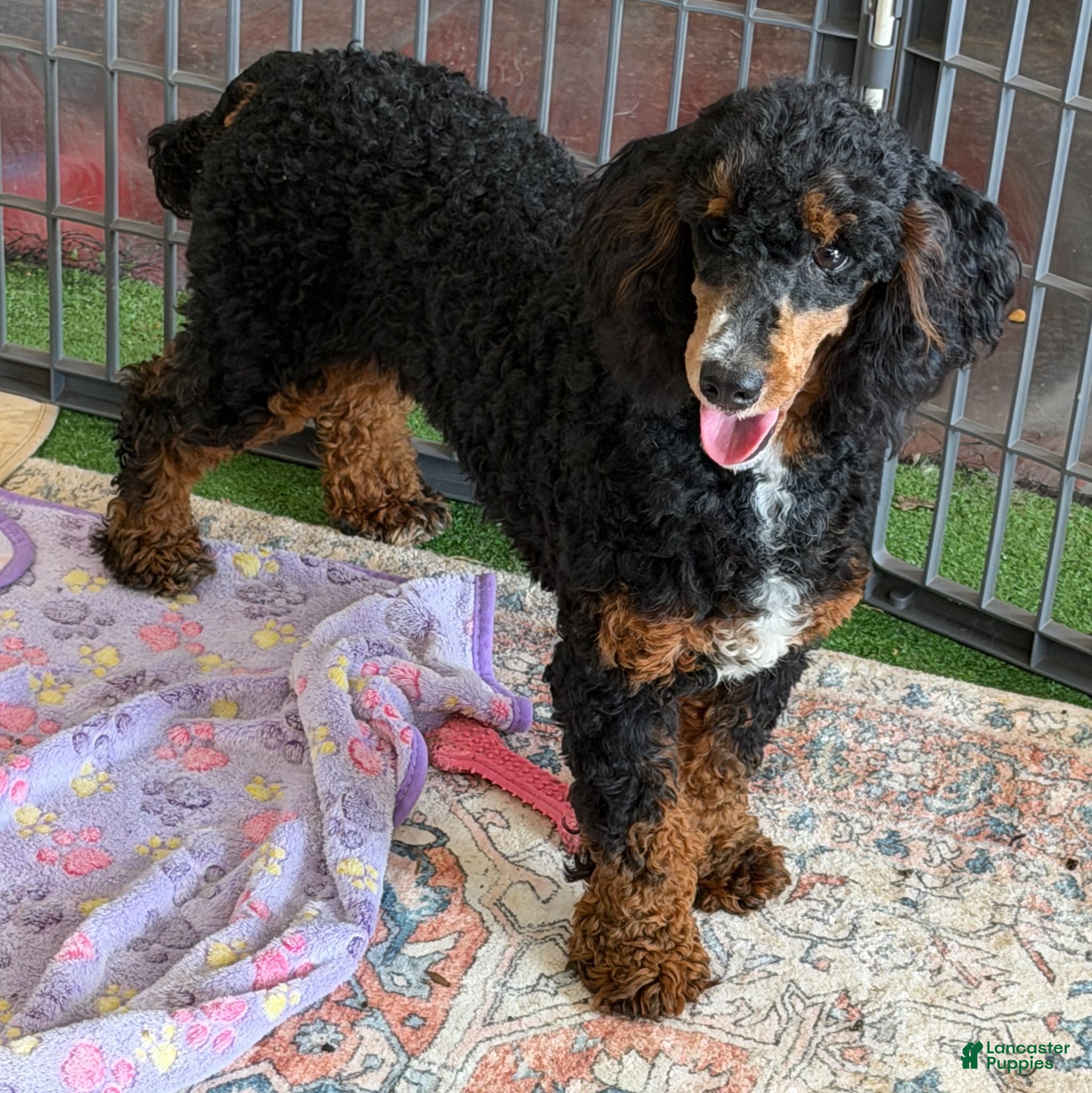 Miniature Poodle dogs Tator - Ad 20