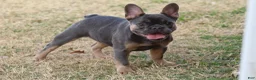 French Bulldog dogs for sale: French Bulldog Puppy 2 - Ad 3