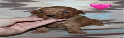 Toy Poodle dogs for sale: Reserved Summer’s red female - Ad 5