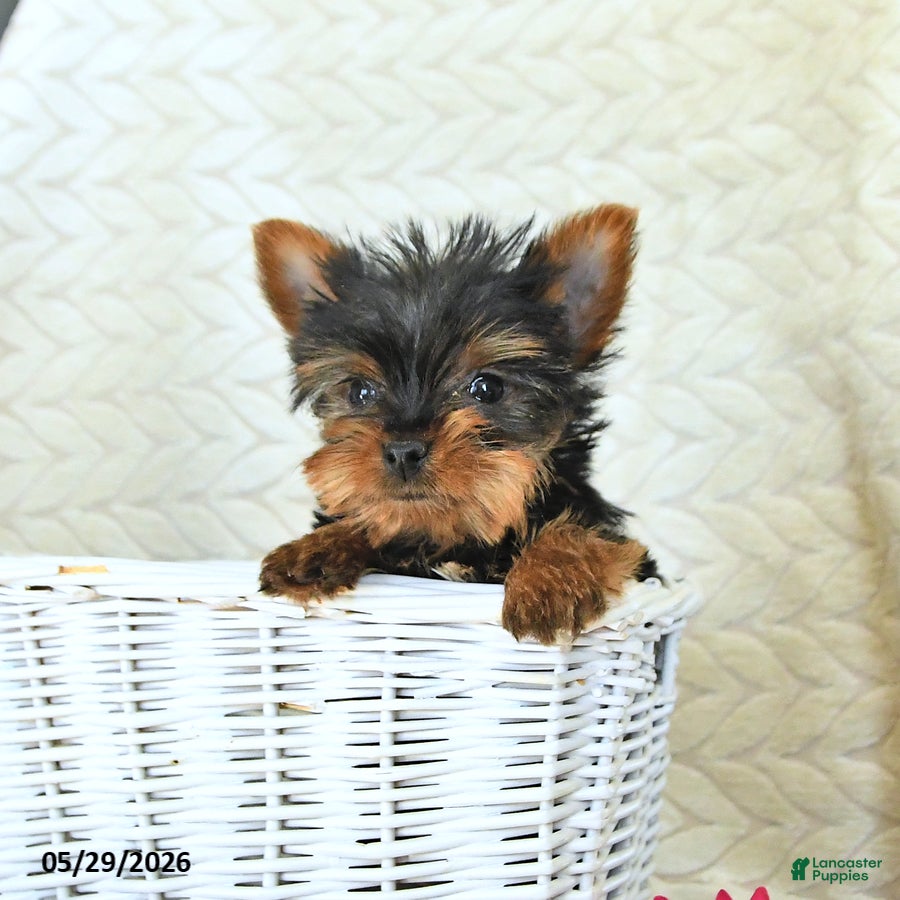 Yorkshire Terrier dogs John - Ad 2