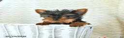 Yorkshire Terrier dogs for sale: John - Ad 2