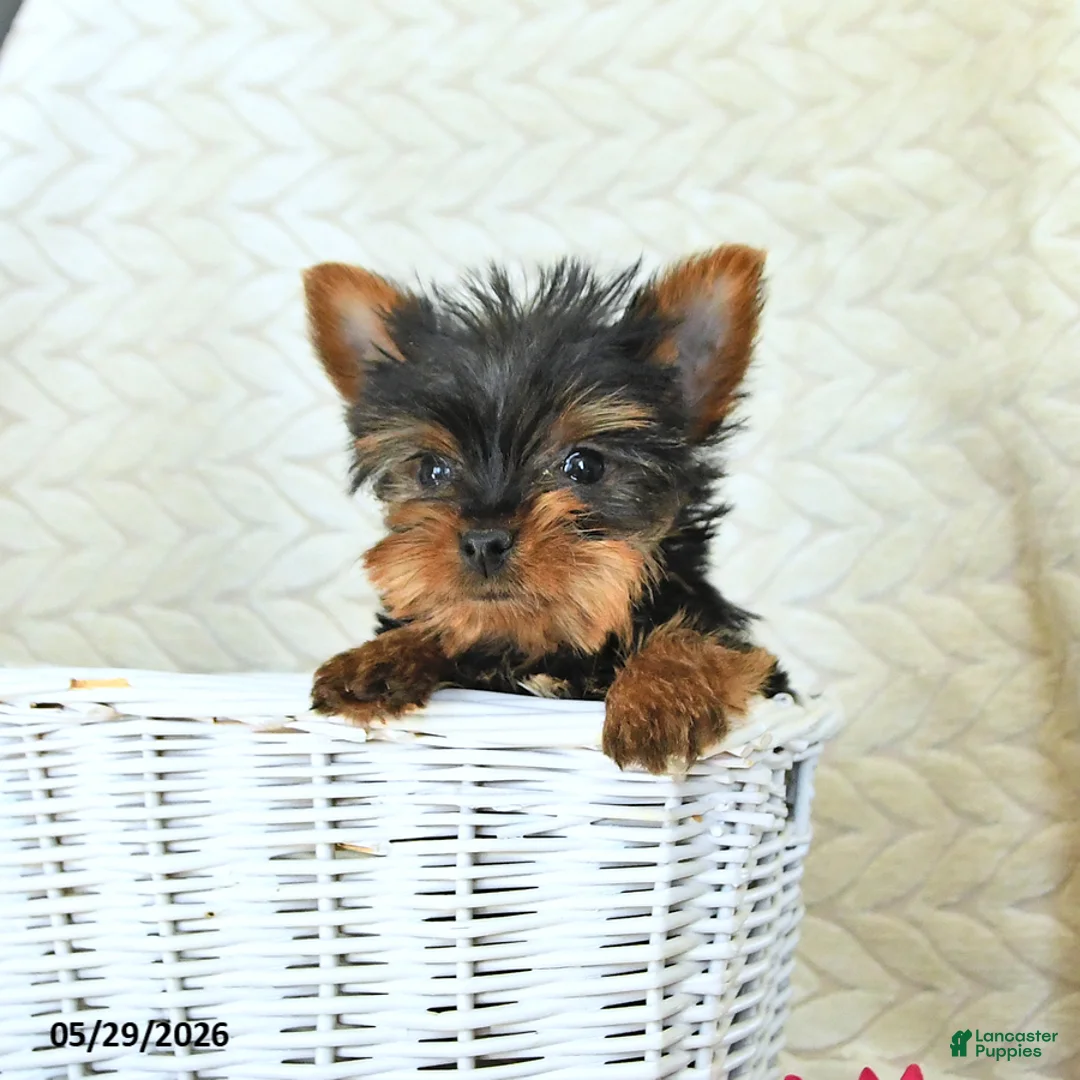 Yorkshire Terrier dogs for sale: John - Ad 2
