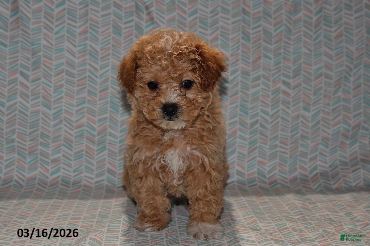 Maltipoo dogs Peaches - Ad 1