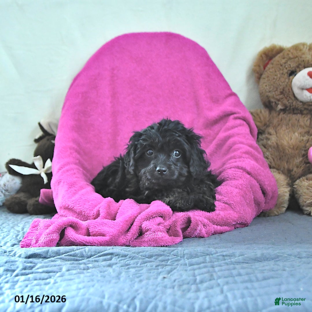 Cavapoo dogs for sale: Gina - Ad 3