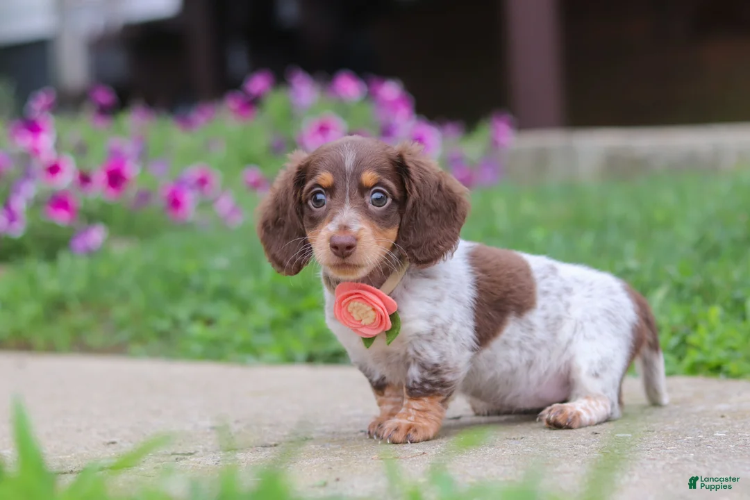 Miniature Dachshund dogs for sale: Chloe - Ad 1