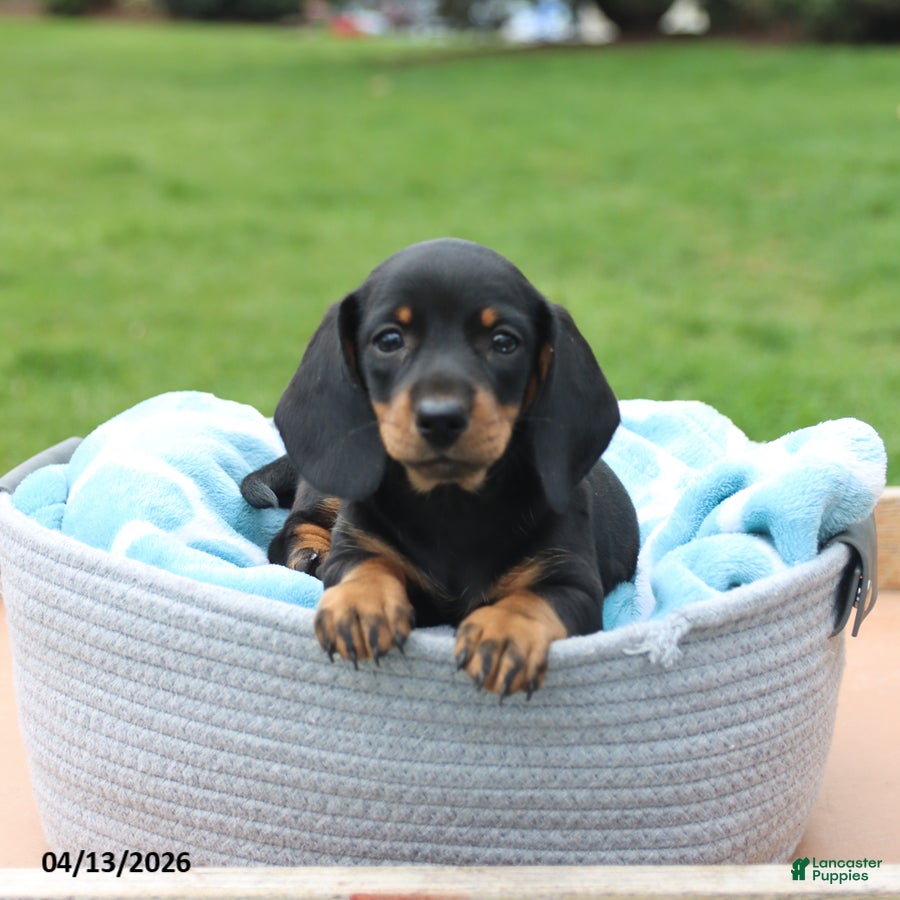 Miniature Dachshund dogs Lilly - Ad 2