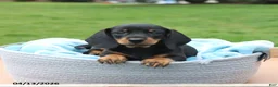 Miniature Dachshund dogs for sale: Lilly - Ad 4